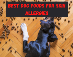 best dog foods for allergies 