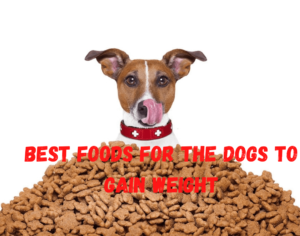 best foods for dogs to gain weight