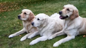3 golden retrievers sitting on grass looking the other way