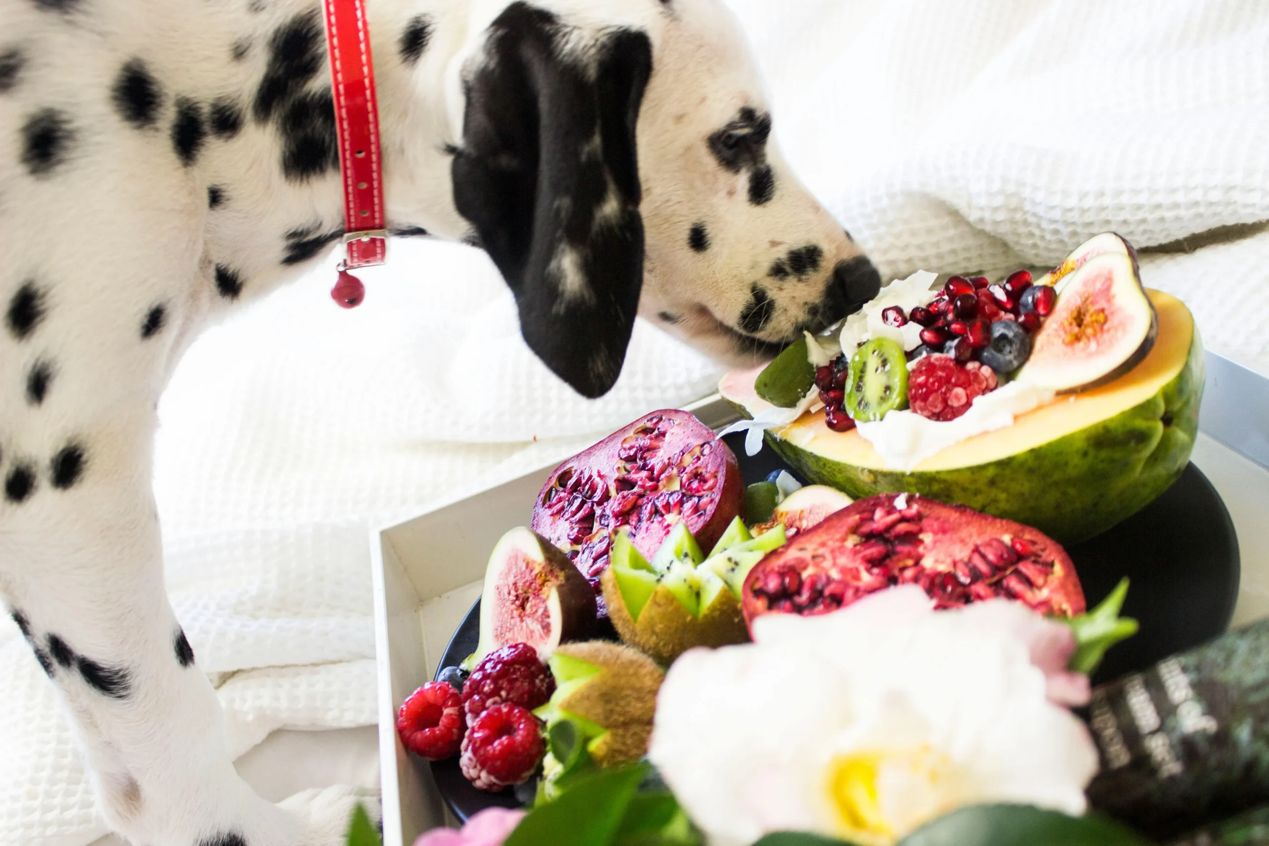 best foods for dogs to gain weight