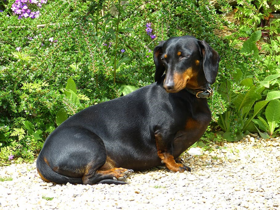 shorthaired dachshund dog in black color