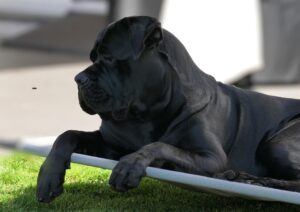 black colored beautiful cane corso dog