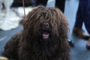 dog breeds with long hair 
