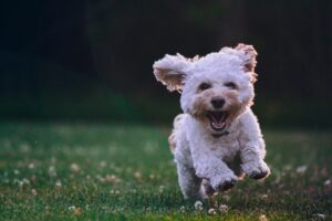 dog having an exercise while running 