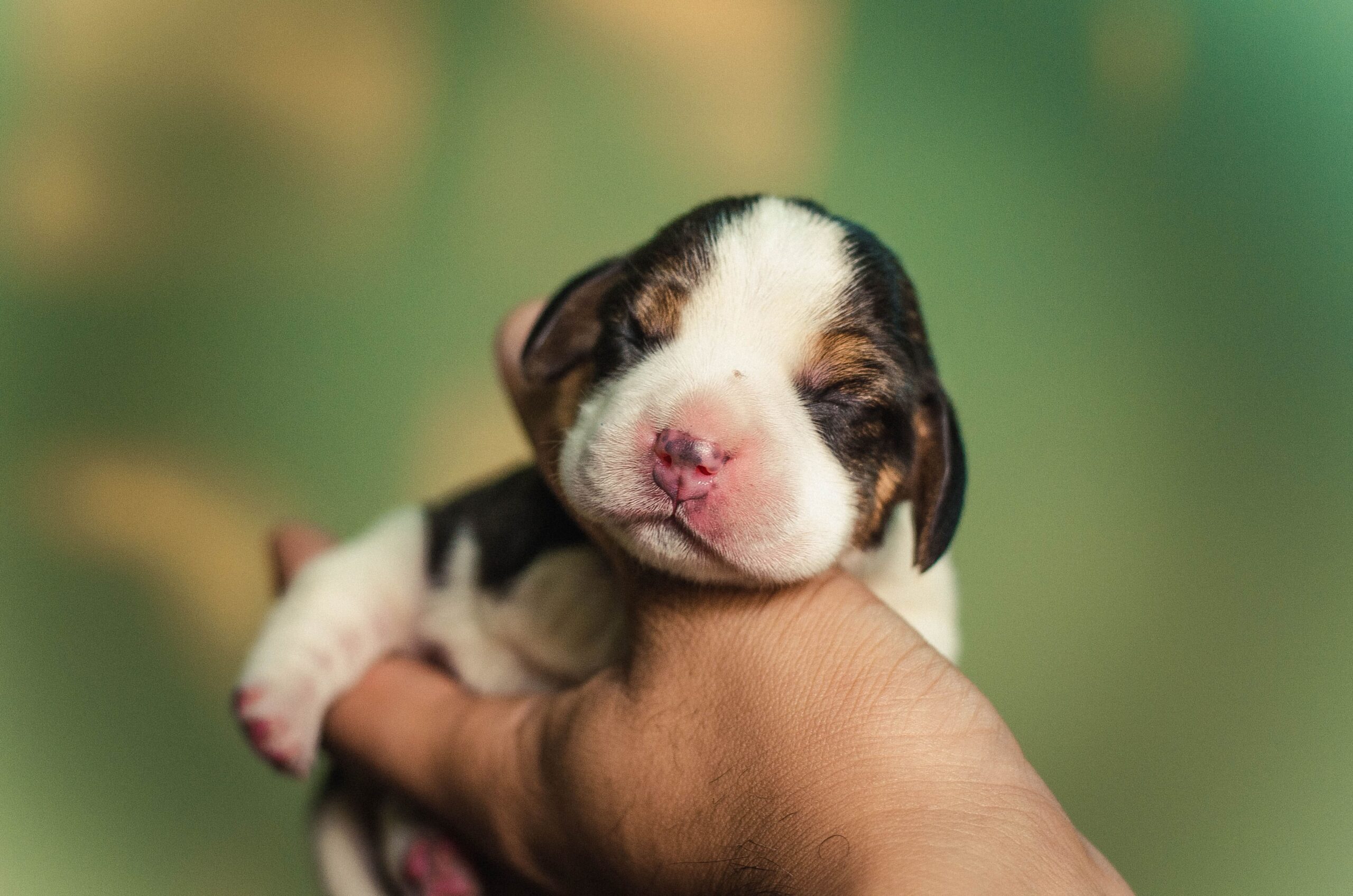newly born puppy care