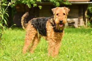 terrier breeds