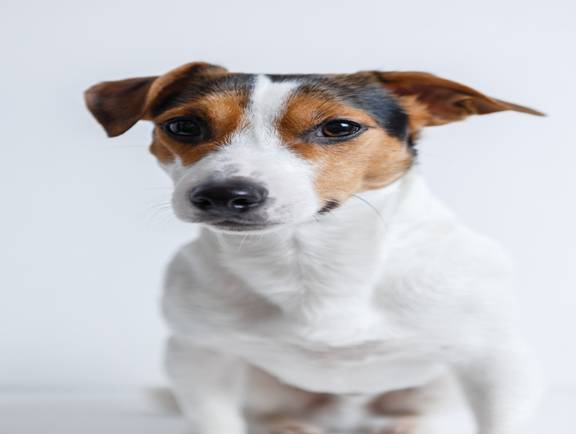 10 Adorable Terrier Breeds To Own As Family-friendly Dogs