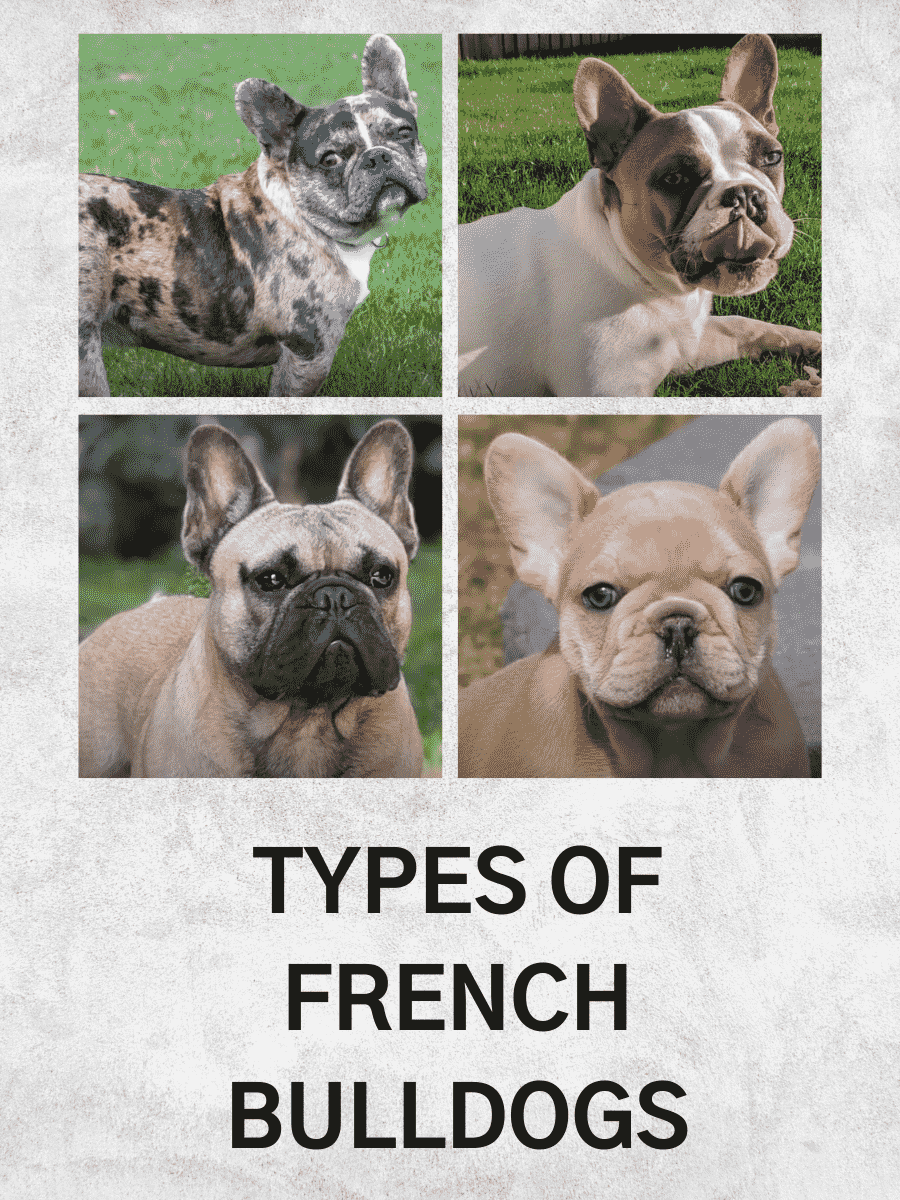 Types of french bulldogs