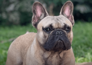 cream french bulldog