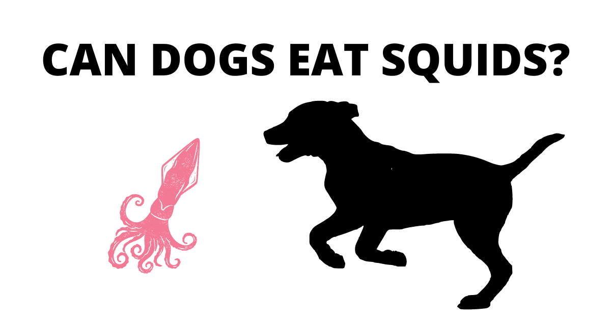 can dogs eat squids?