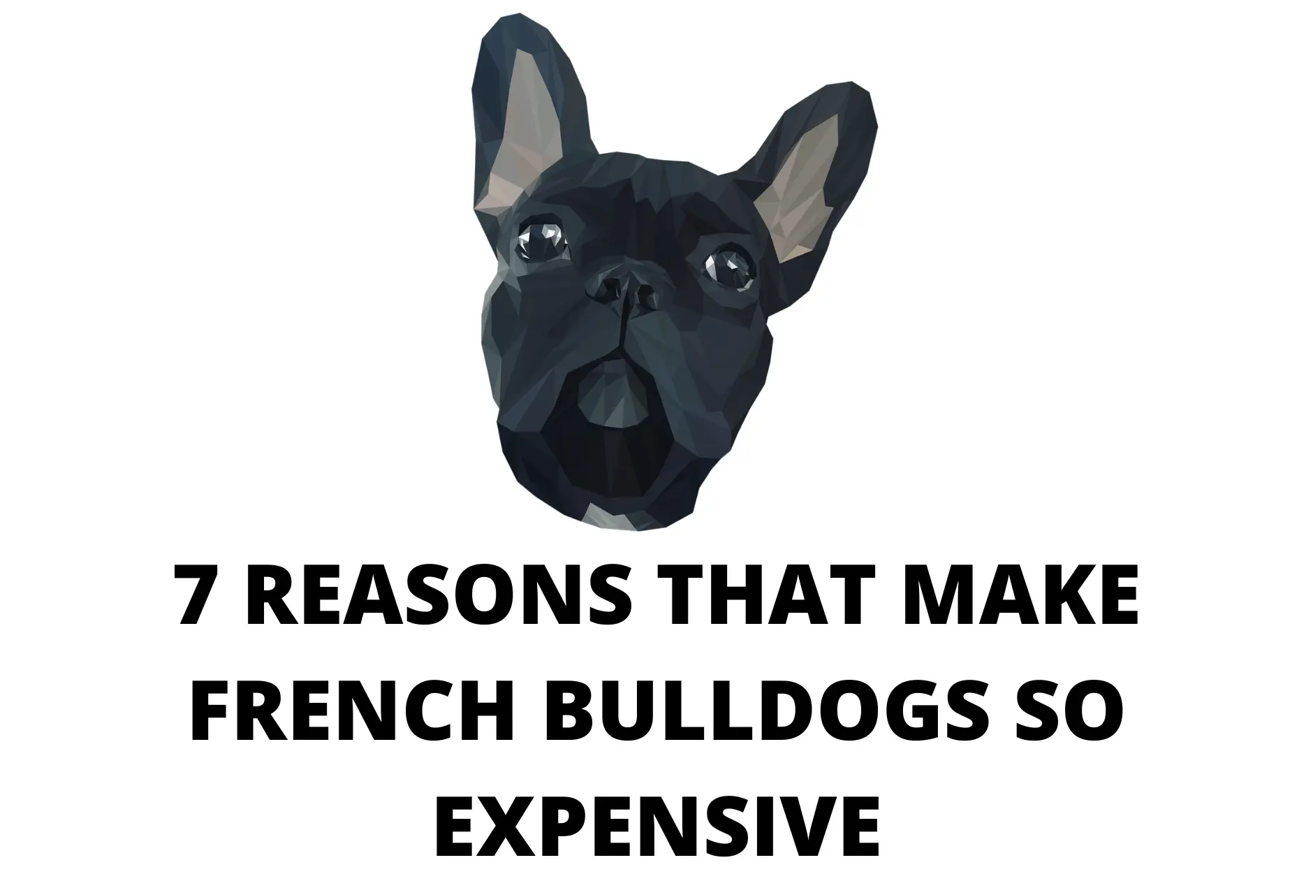 Why are french bulldogs so expensive?