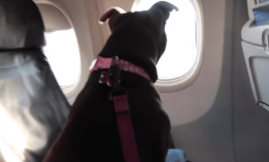 flying with french bulldog on a plane