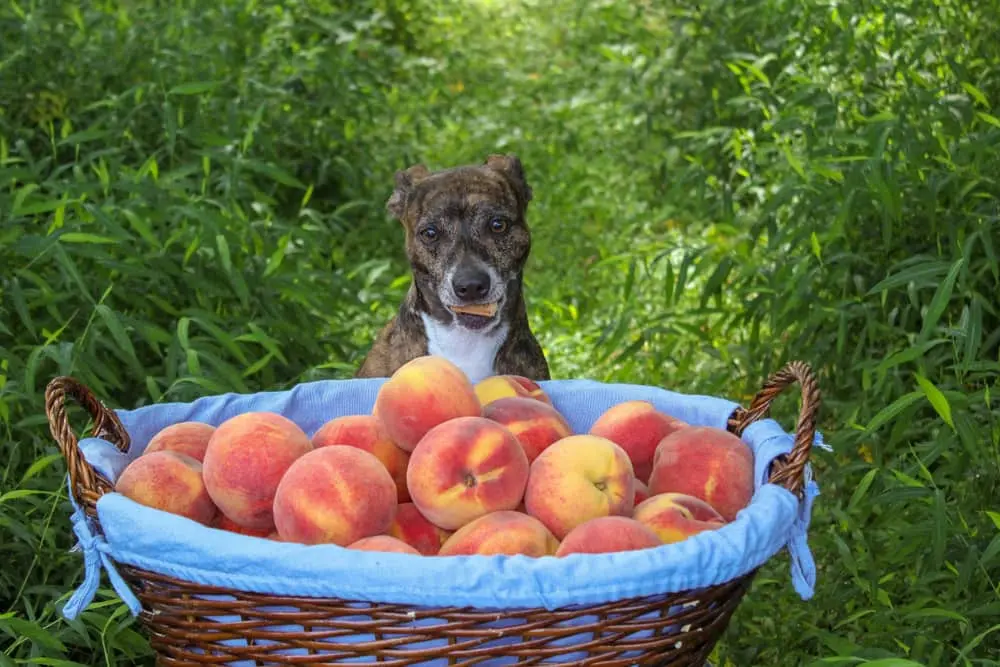 can dogs eat peaches?
