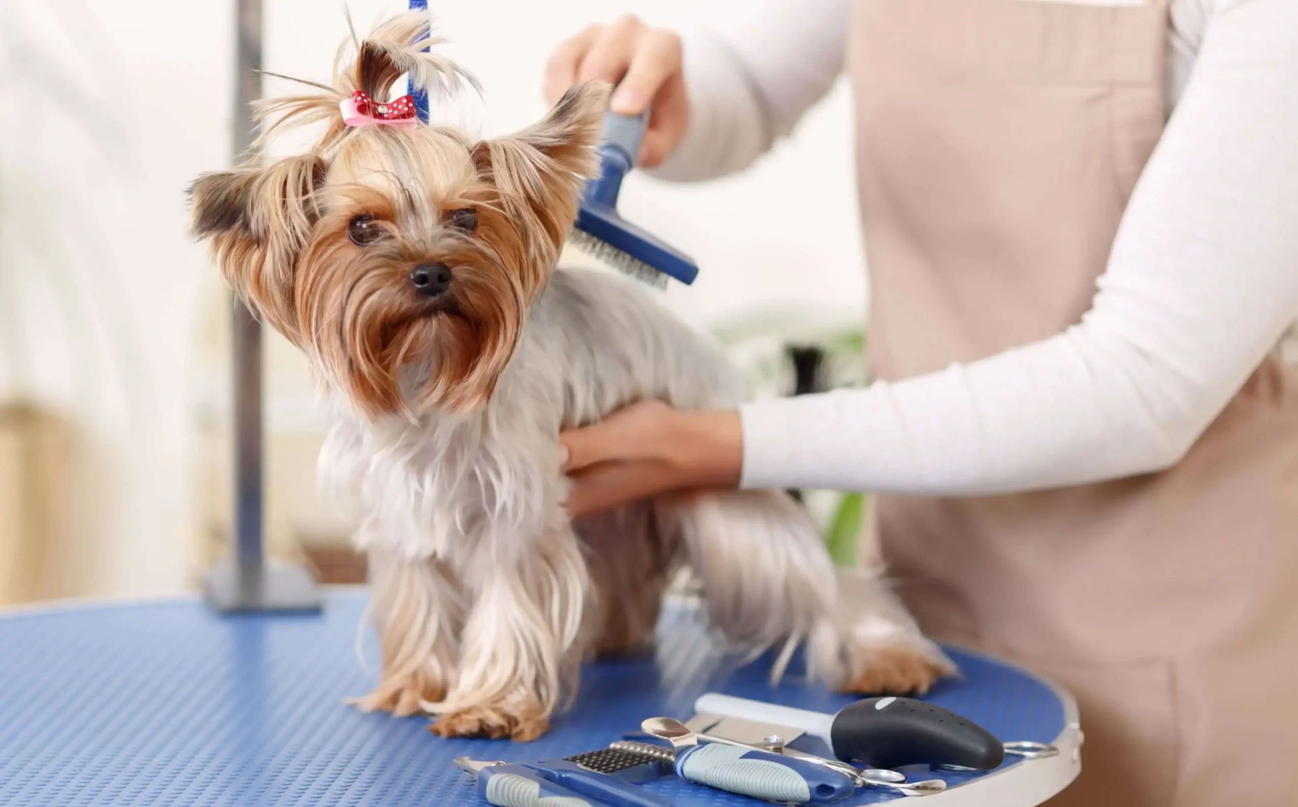 Dog Grooming Tips for new owners