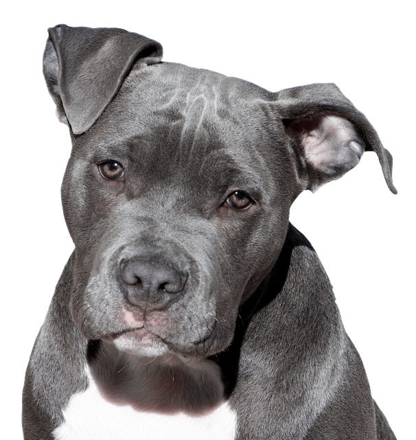American pitbull terrier dog