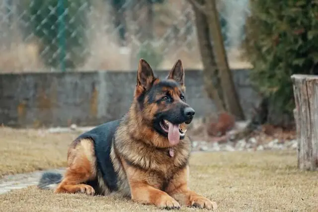 a german shepherd dog 