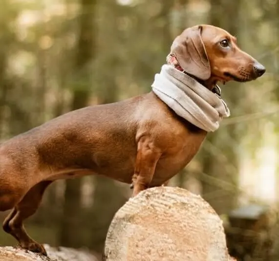 a beautiful dachshund dog 
