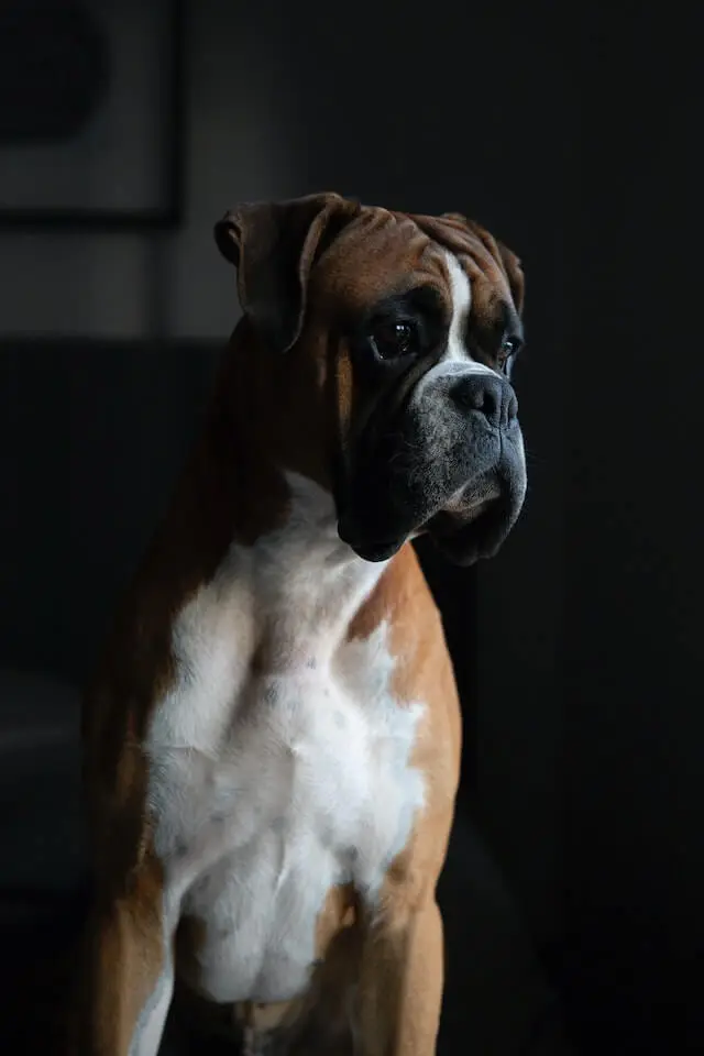 a boxer buff dog