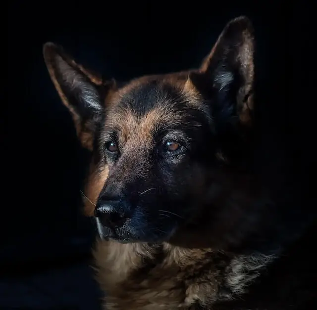 a german shepherd dog 