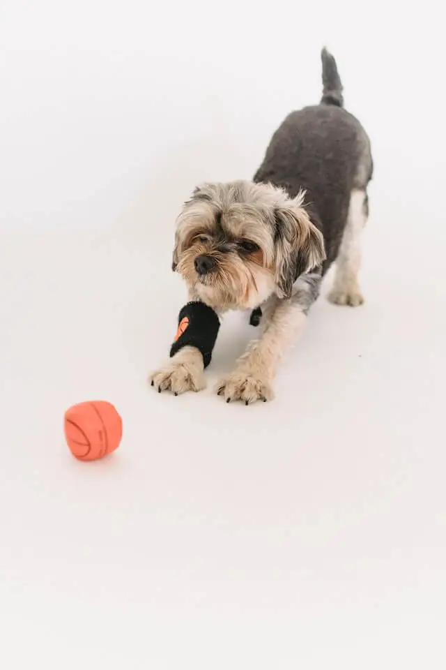 a dog with arthritis playing with a ball