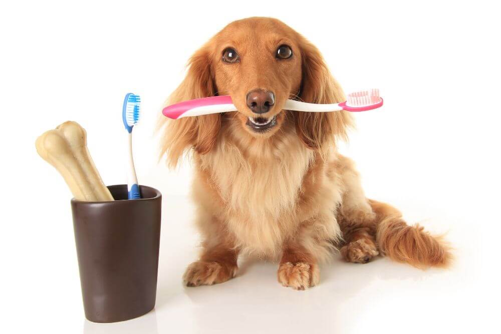 Dog Dental Cleaning