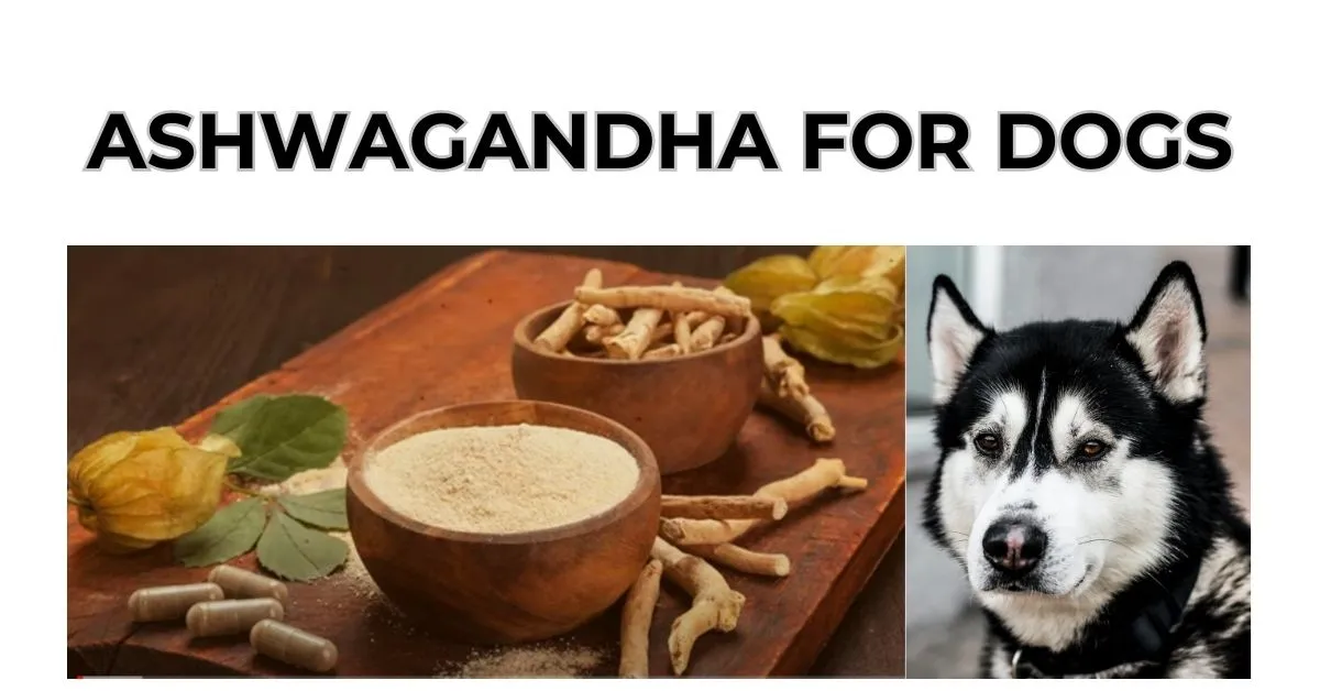 Ashwagandha for dogs