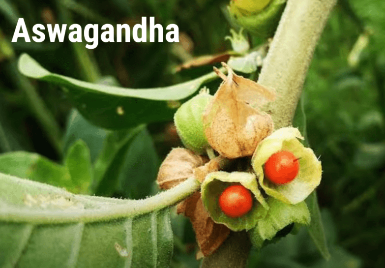 ashwagandha for dogs has enormous benefits. It is a shrub found commonly in asia and africa.