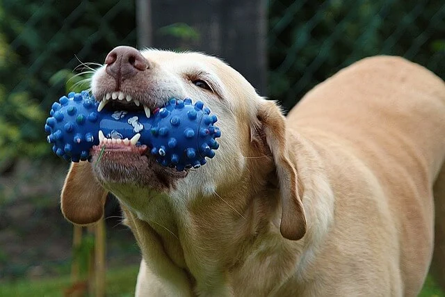 chew toys for dog teeth cleaning