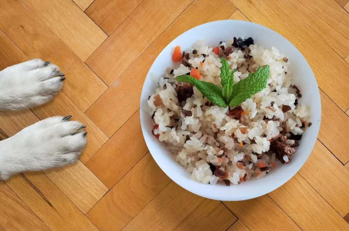 Dog owners wondering Can dogs eat black rice . Here are a dog's paws alongside a bowl of cooked white and black rice representing anticipation and curiosity.