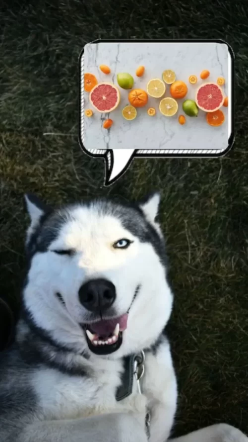 Can dogs eat pomelos? Here an adorable husky enjoying a sunny day on the grass, dreaming of pomelos and citrus treats!