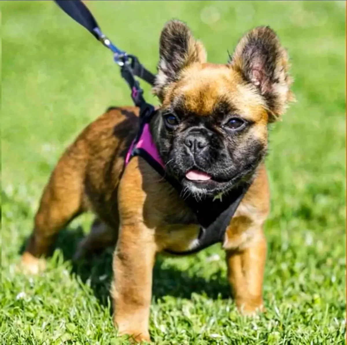 French bulldog yorkie mix in a harness on grass looking the other way