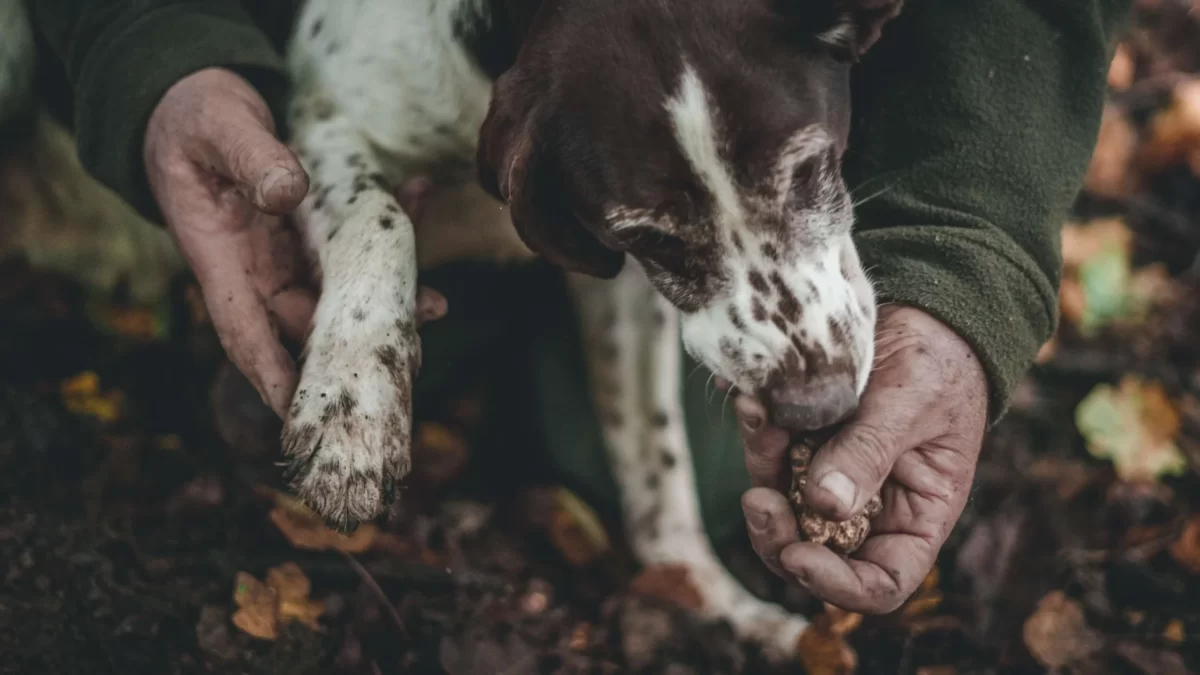 Can dogs eat truffles? A loyal dog enjoying a kind of truffle treat from its owner's hand amidst the serene beauty of the woods.