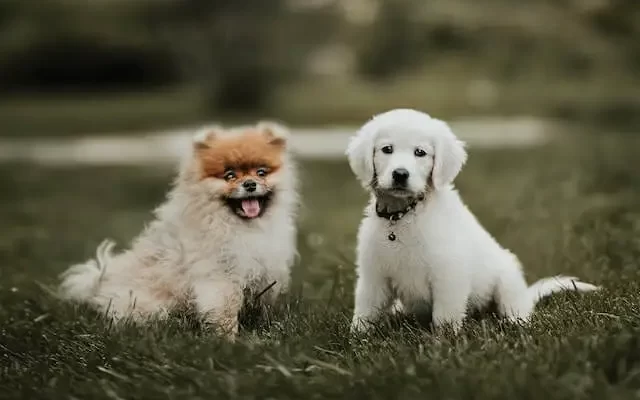 A golden retriever and pomeranian puppy on a lawn smiling for a picture