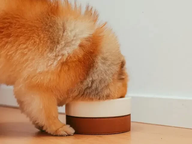 A fluffy dog enjoying food from his bowl lying on the wooden floor.