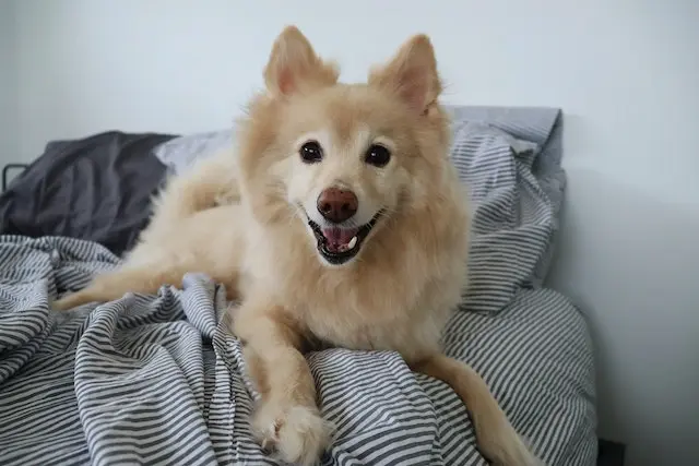 A Golden Retriever Pomeranian Mix lying on a bed looking into the camera.