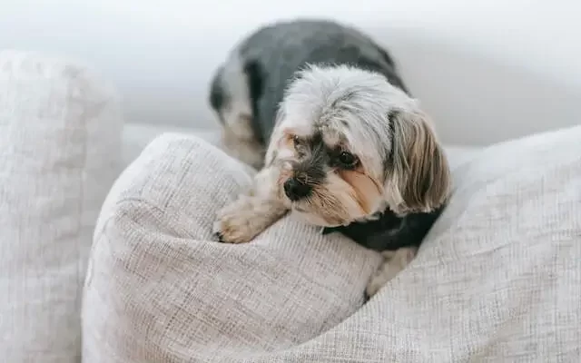 A yorkie lying on the couch cushion.