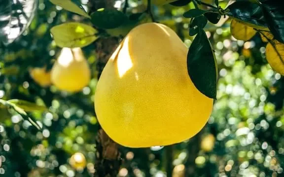 A close up of a pomelo hanging from a tree.