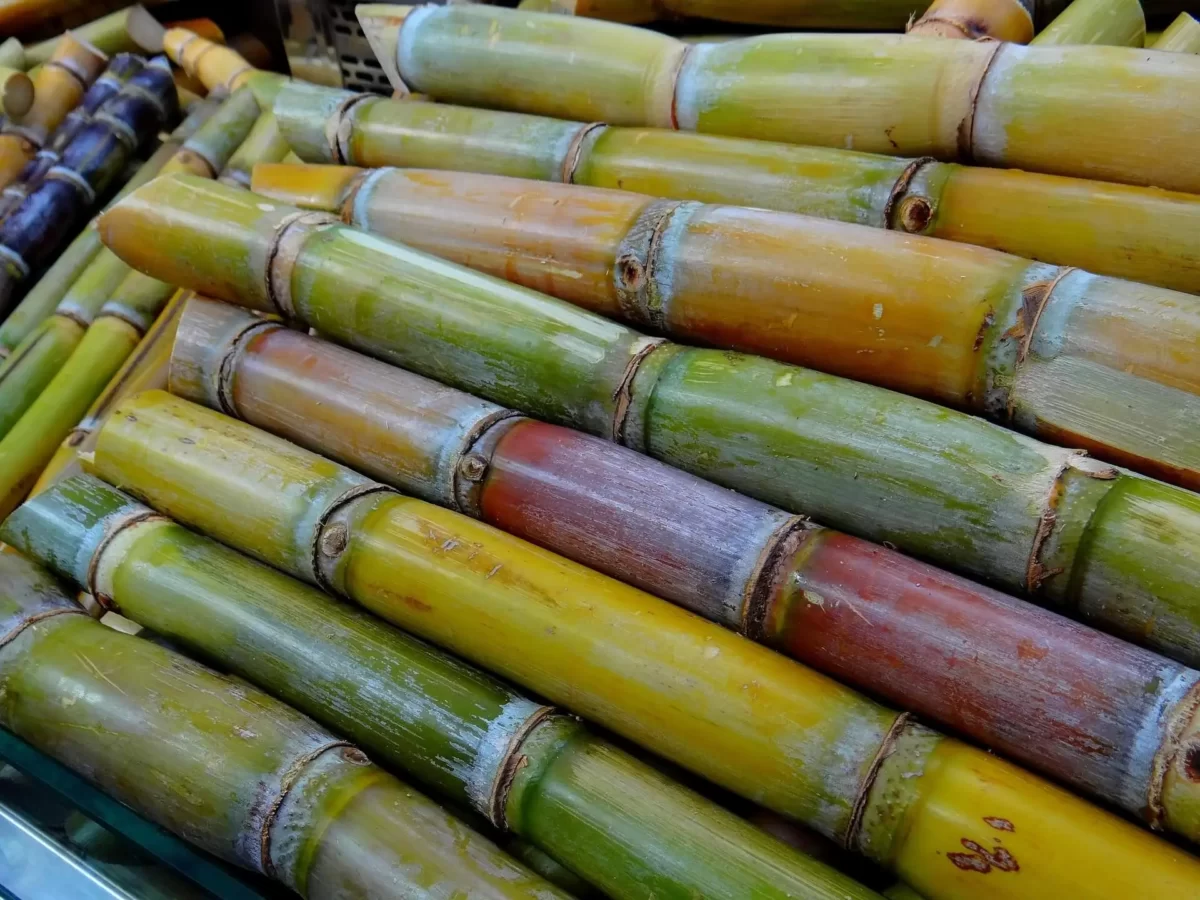 If you are wondering can dogs eat sugar cane? Here is a close-up of sugar cane stalks on a smooth surface.