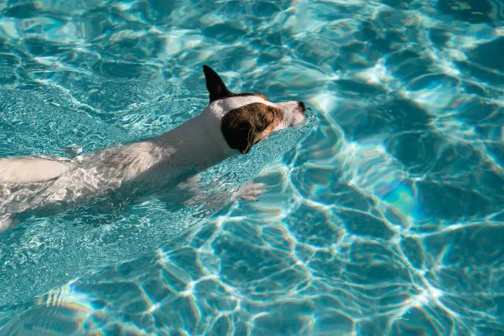 A dog is swimming which is one of the The Best Activities for Dogs With Limited Mobility
