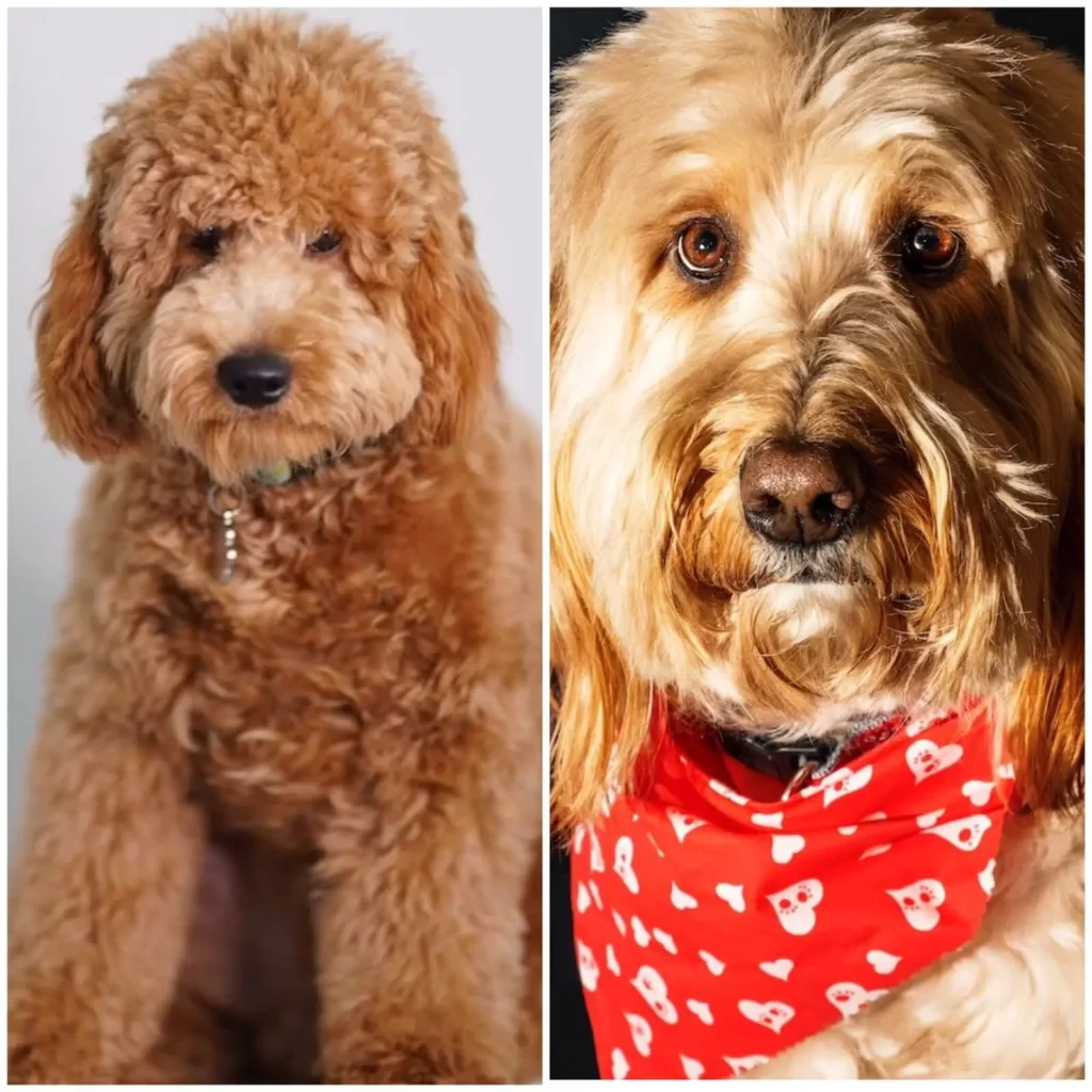 irish doodle vs goldendoodle