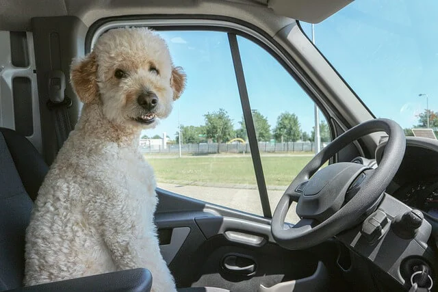English Goldendoodle sitting on the car seat looking in the camera.