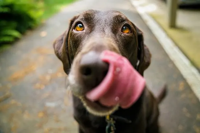 a dog licking its nose for something yummy