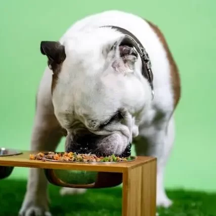 A bulldog eating balanced diet