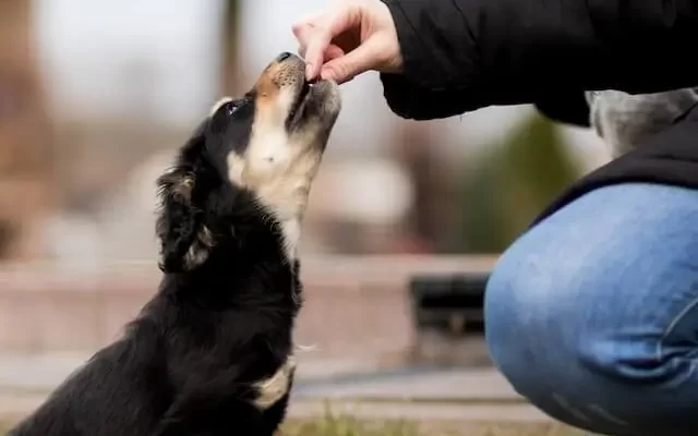 Pet owner giving safe treat to his dog