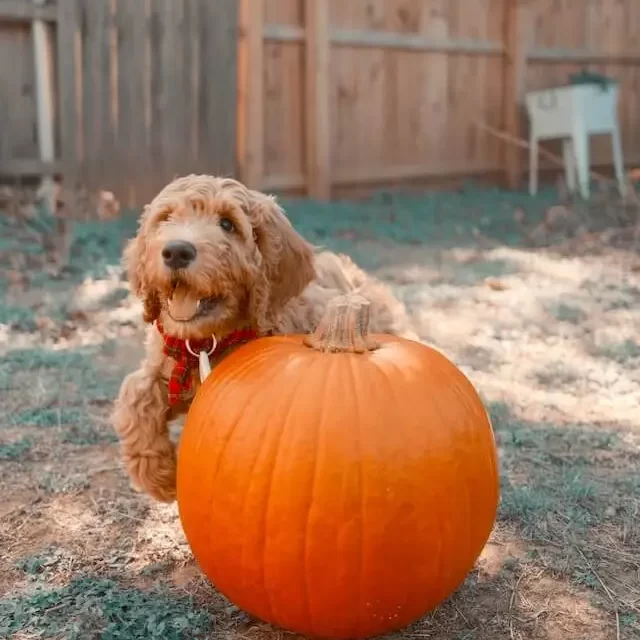 A happy apricot goldendoodle with a pumpkin in a backyard