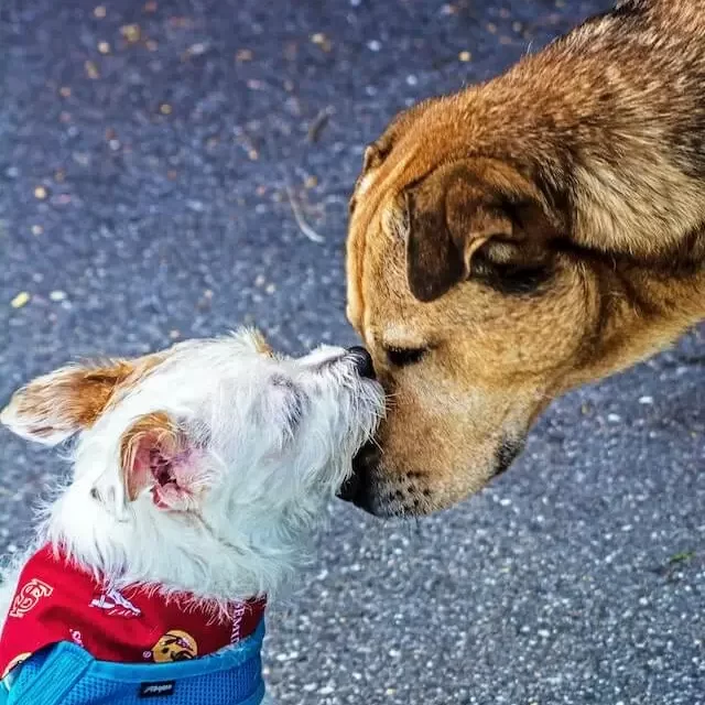 2 dogs face to face connecting with each other