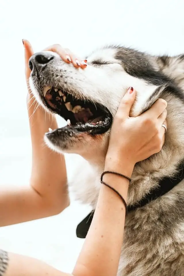 A girl checking dog teeth to know more about dog breath smells like fish