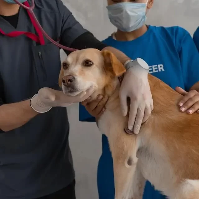 2 vets checking dog