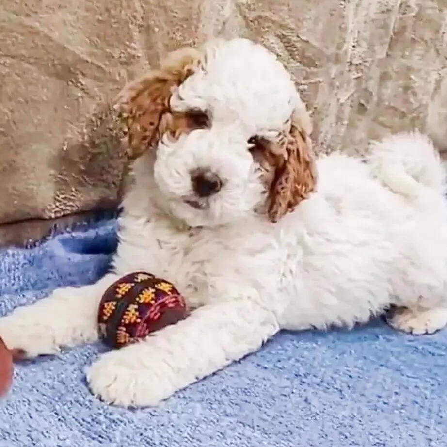 Parti Goldendoodle puppy with his ball looking in camera