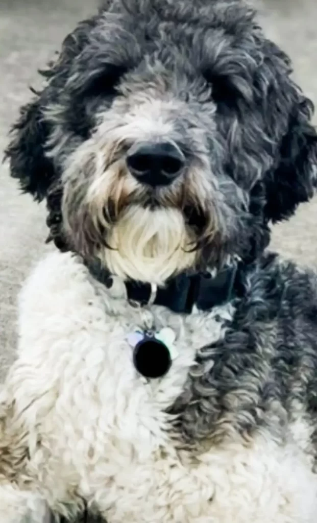 black and white part goldendoodle